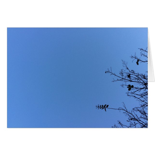 Carolina Blue, carte (Devant horizontal)