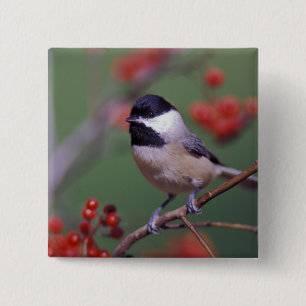 Carolina Chickadee 2 Inch Square Button