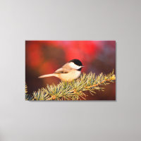 Carolina Chickadee in Blue Atlas Cedar