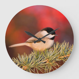 Carolina Chickadee in Blue Atlas Cedar Large Clock