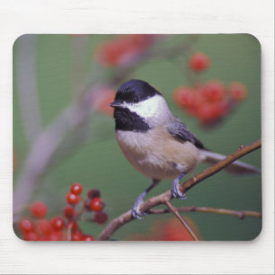 Carolina Chickadee Mouse Pad