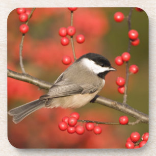 Carolina Chickadee on Common Winterberry bush Coaster