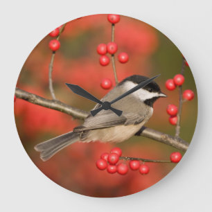 Carolina Chickadee on Common Winterberry bush Large Clock