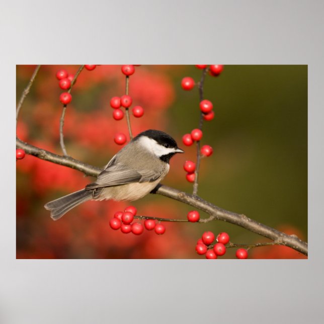Carolina Chickadee on Common Winterberry bush Poster (Front)