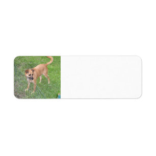 carolina chien plein 2.png