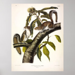 Carolina (Eastern) Grey Squirrel by Audubon Poster