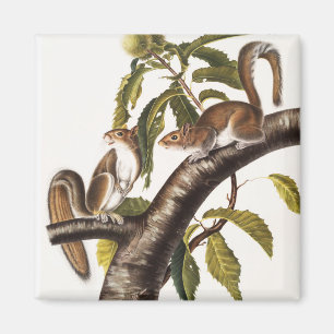 Carolina Grey Squirrel (Sciurus Carolinensis) Magnet