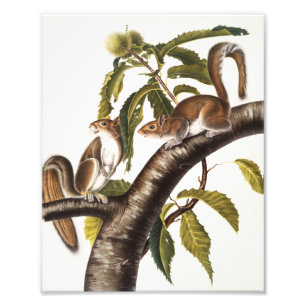 Carolina Grey Squirrel (Sciurus Carolinensis) Photo Print