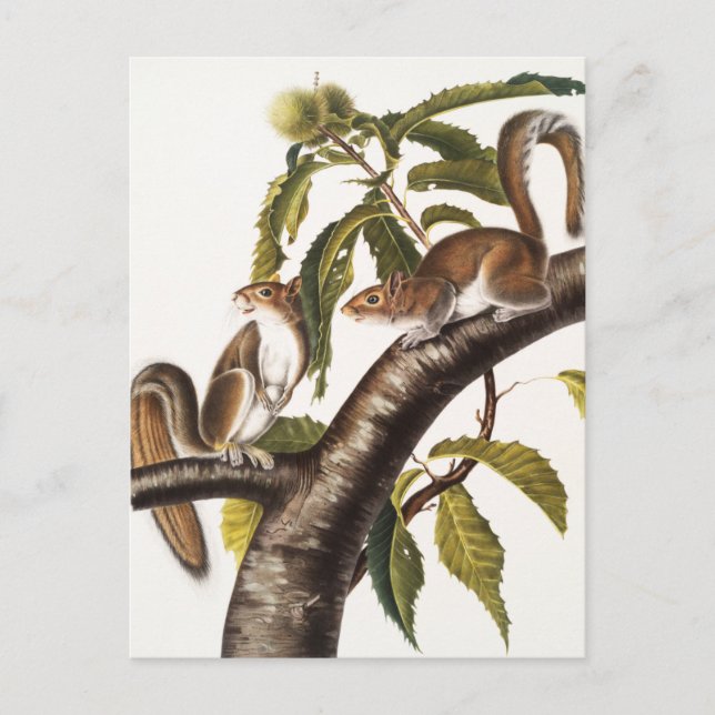 Carolina Grey Squirrel (Sciurus Carolinensis) Postcard (Front)
