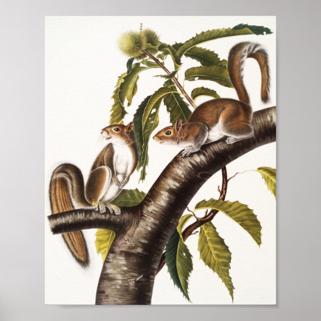 Carolina Grey Squirrel (Sciurus Carolinensis) Poster (Front)