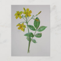 Carolina Jasmine Botanical Art