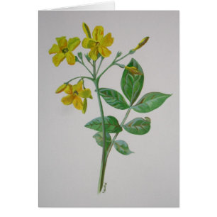 Carolina Jasmine Botanique Art