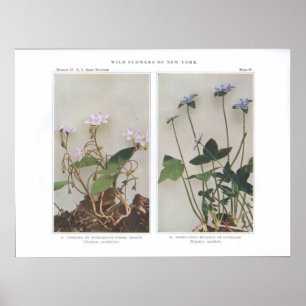 Carolina or Wide-Leaved Spring Beauty Poster