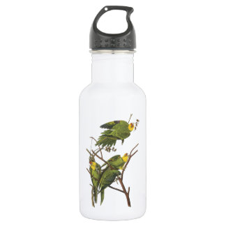 Carolina Parakeet by Audubon 532 Ml Water Bottle