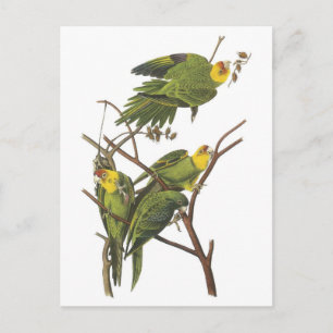 Carolina Parakeet by Audubon Postcard