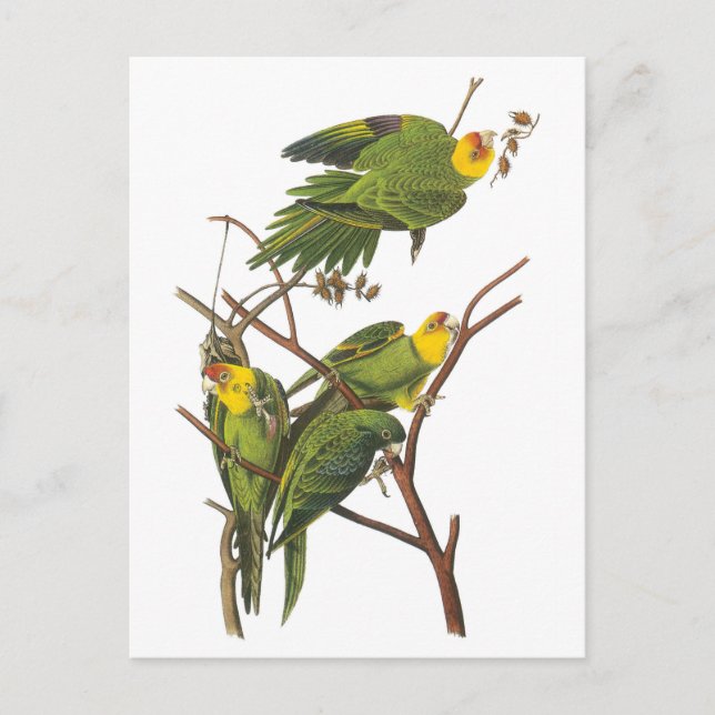 Carolina Parakeet by Audubon Postcard (Front)