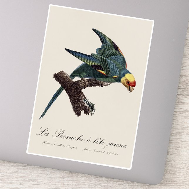 Carolina parakeet, Conuropsis carolinensis (Carolina parakeet, Conuropsis carolinensis. Sticker)