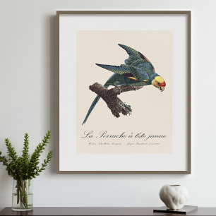 Carolina parakeet, Conuropsis carolinensis Photo Print