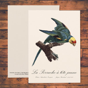 Carolina parakeet, Conuropsis carolinensis Thank You Card