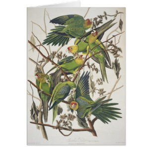 Carolina Parakeet, de 'Birds of America', 1829