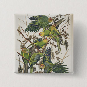 Carolina Parakeet, from 'Birds of America', 1829 2 Inch Square Button