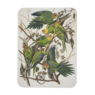 Carolina Parakeet, from 'Birds of America', 1829 Magnet