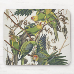 Carolina Parakeet, from 'Birds of America', 1829 Mouse Pad
