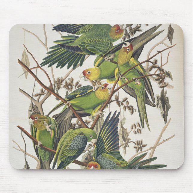 Carolina Parakeet, from 'Birds of America', 1829 Mouse Pad (Front)