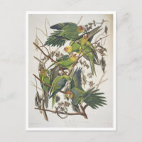 Carolina Parakeet, from 'Birds of America', 1829