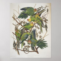 Carolina Parakeet, from 'Birds of America', 1829