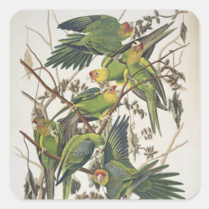 Carolina Parakeet, from 'Birds of America', 1829 Square Sticker