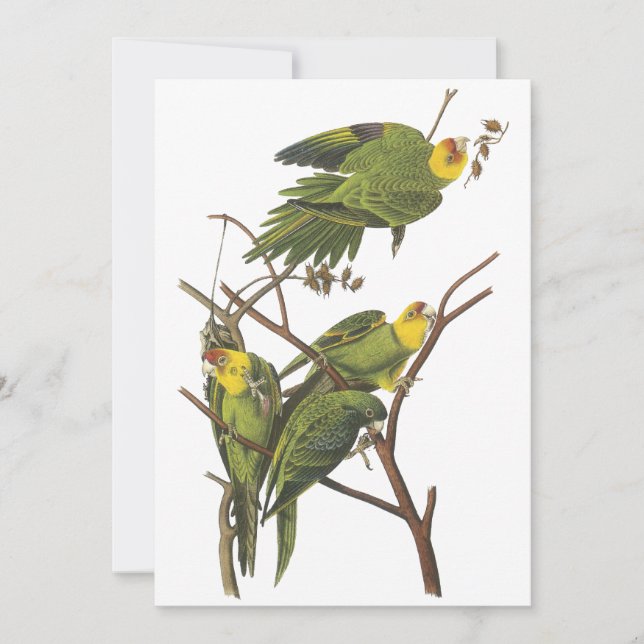 Carolina Parakeet, John Audubon (Front)