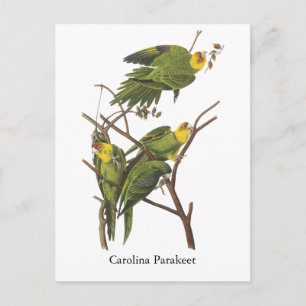 Carolina Parakeet, John Audubon Postcard