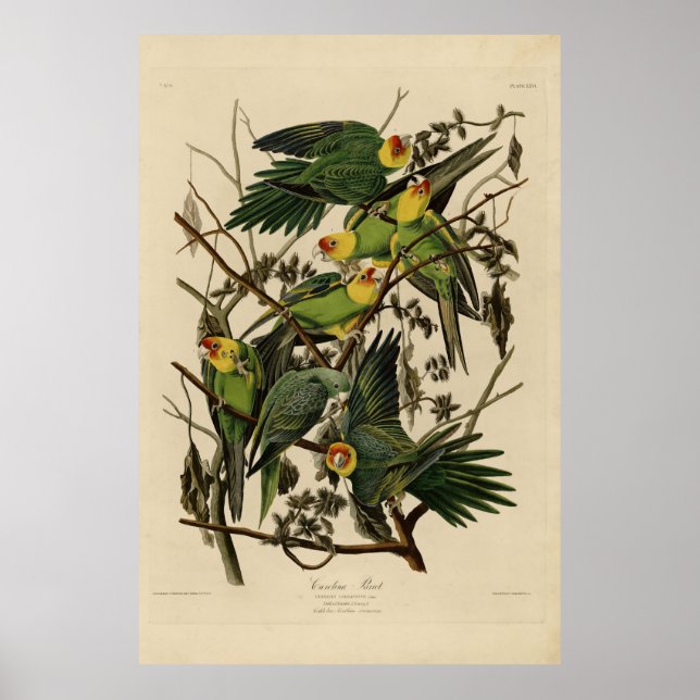 Carolina Parrot from Audubon's Birds of America Poster (Front)