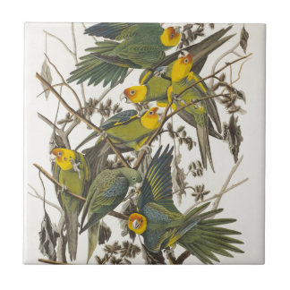 Carolina Parrot - John James Audubon (1827-1838) Tile