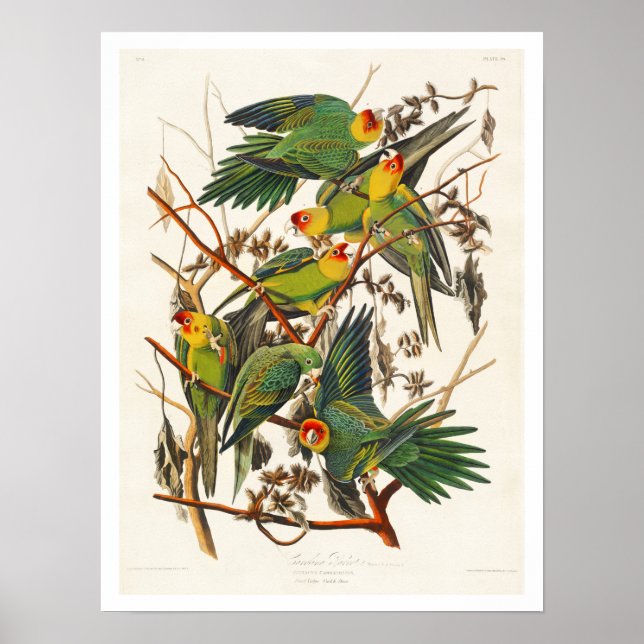 Carolina Parrot par Audubon Poster (Devant)