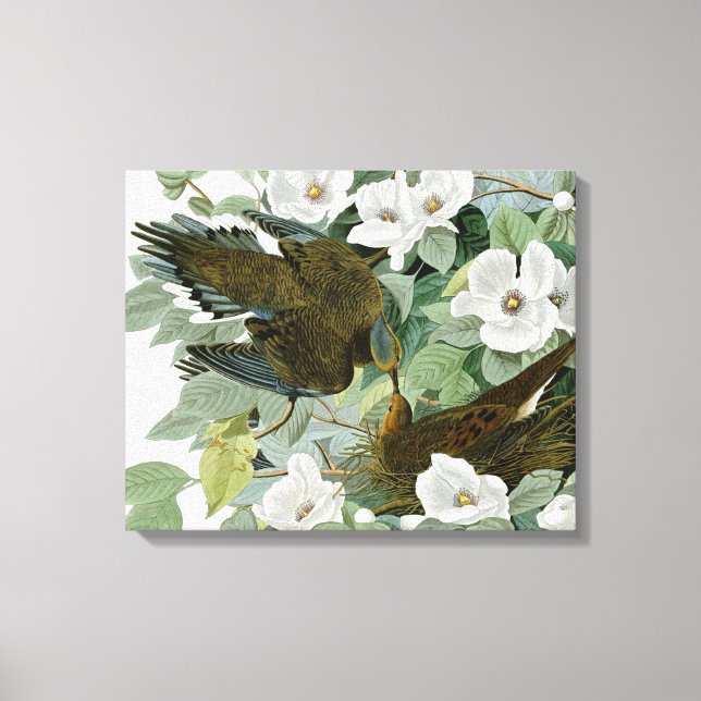 Carolina Pigeon Audubon Morning Dove Bird Canvas Print (Front)
