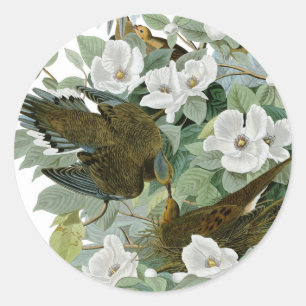 Carolina Pigeon Audubon Morning Dove Bird Classic Round Sticker