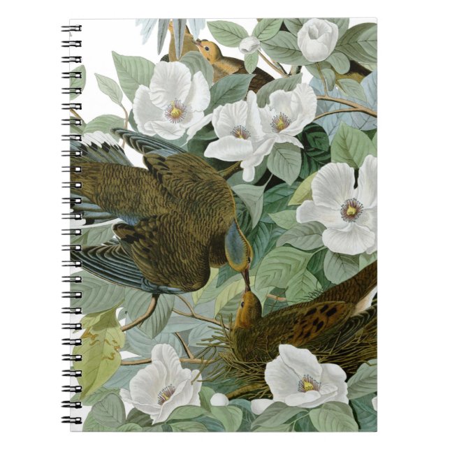 Carolina Pigeon Audubon Morning Dove Bird Notebook (Front)