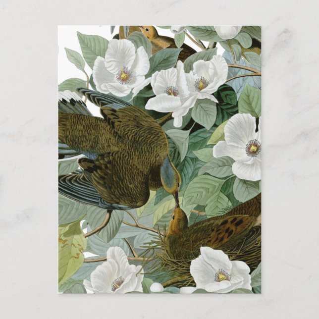 Carolina Pigeon Audubon Morning Dove Bird Postcard (Front)