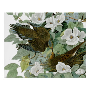 Carolina Pigeon Audubon Morning Dove Bird Poster