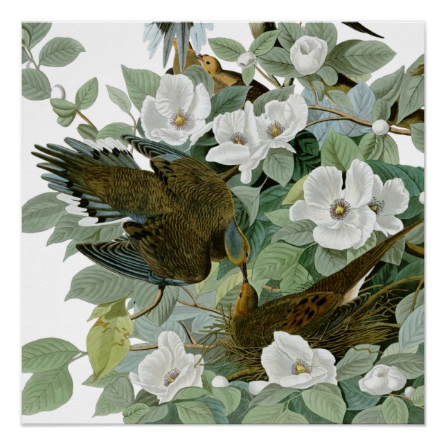 Carolina Pigeon Audubon Morning Dove Bird Poster (Front)