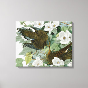 Carolina Pigeon Audubon Morning Dove Canvas Print