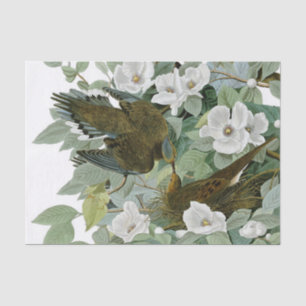 Carolina Pigeon Audubon Morning Dove Tissue Paper