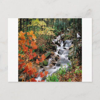 Carolina Stream Postcard