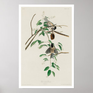 Carolina Titmouse by Audubon Poster