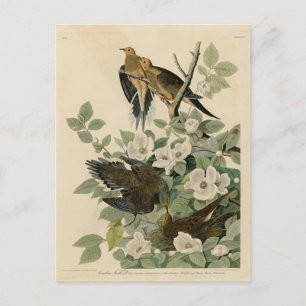 Carolina Turtle Dove Mourning Dove Audubon's Birds Postcard