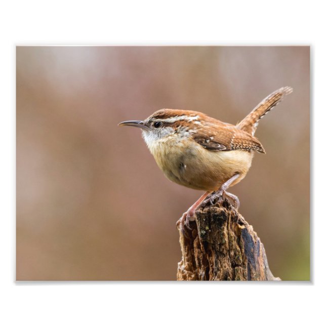 Carolina Wren Bird Photo Print (Front)