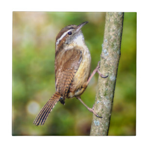 Carolina Wren Ceramic Photo Tile