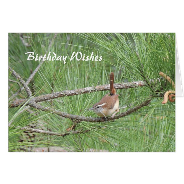 Carolina Wren in Pine Tree (Front Horizontal)